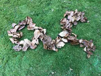 Leaves placed in an abstract shape