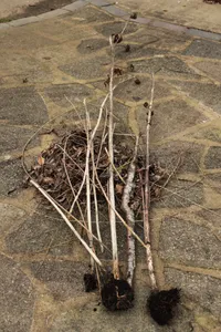 Twigs for making Land Art