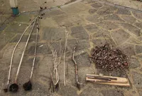 Twigs and leaves