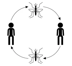 Vector Transmission Cycle